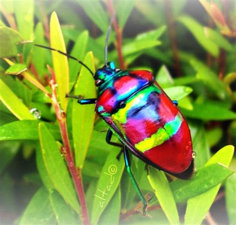 bugs in the philippines
